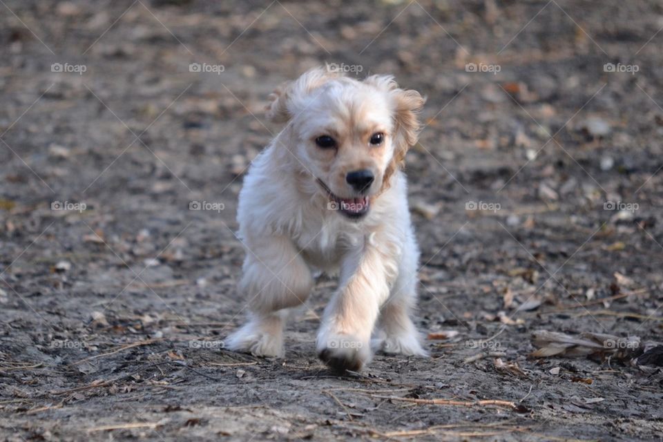 Runnin' pup