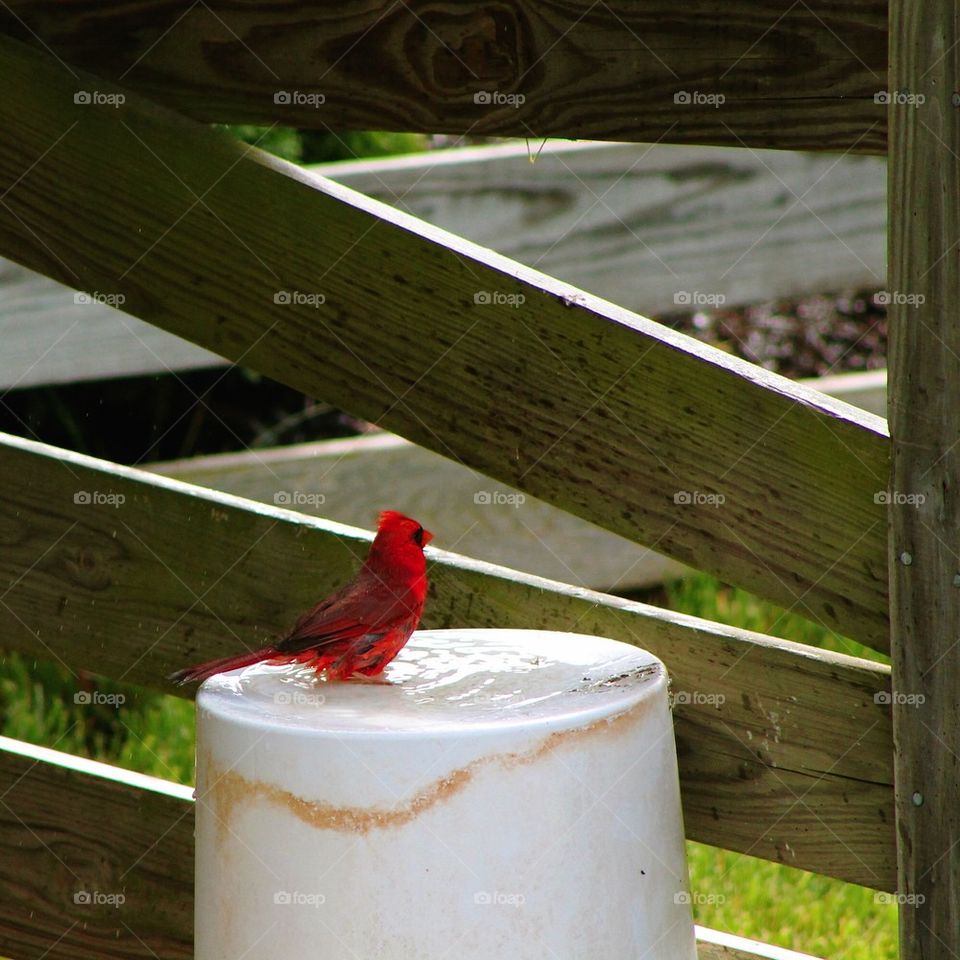 Cardinal Can
