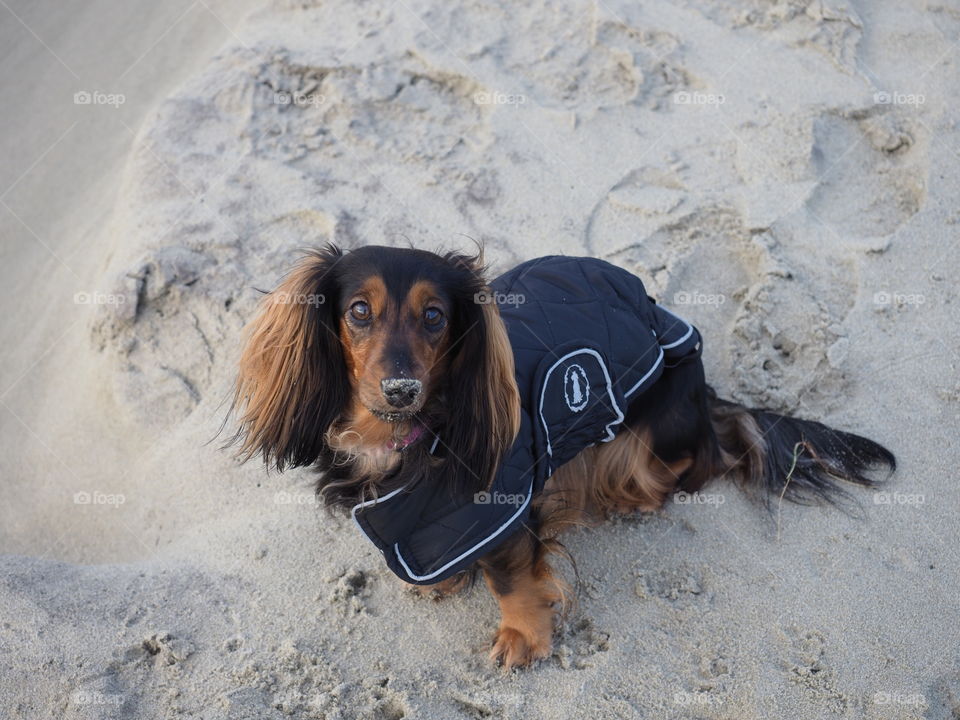 Dog on the beach. 