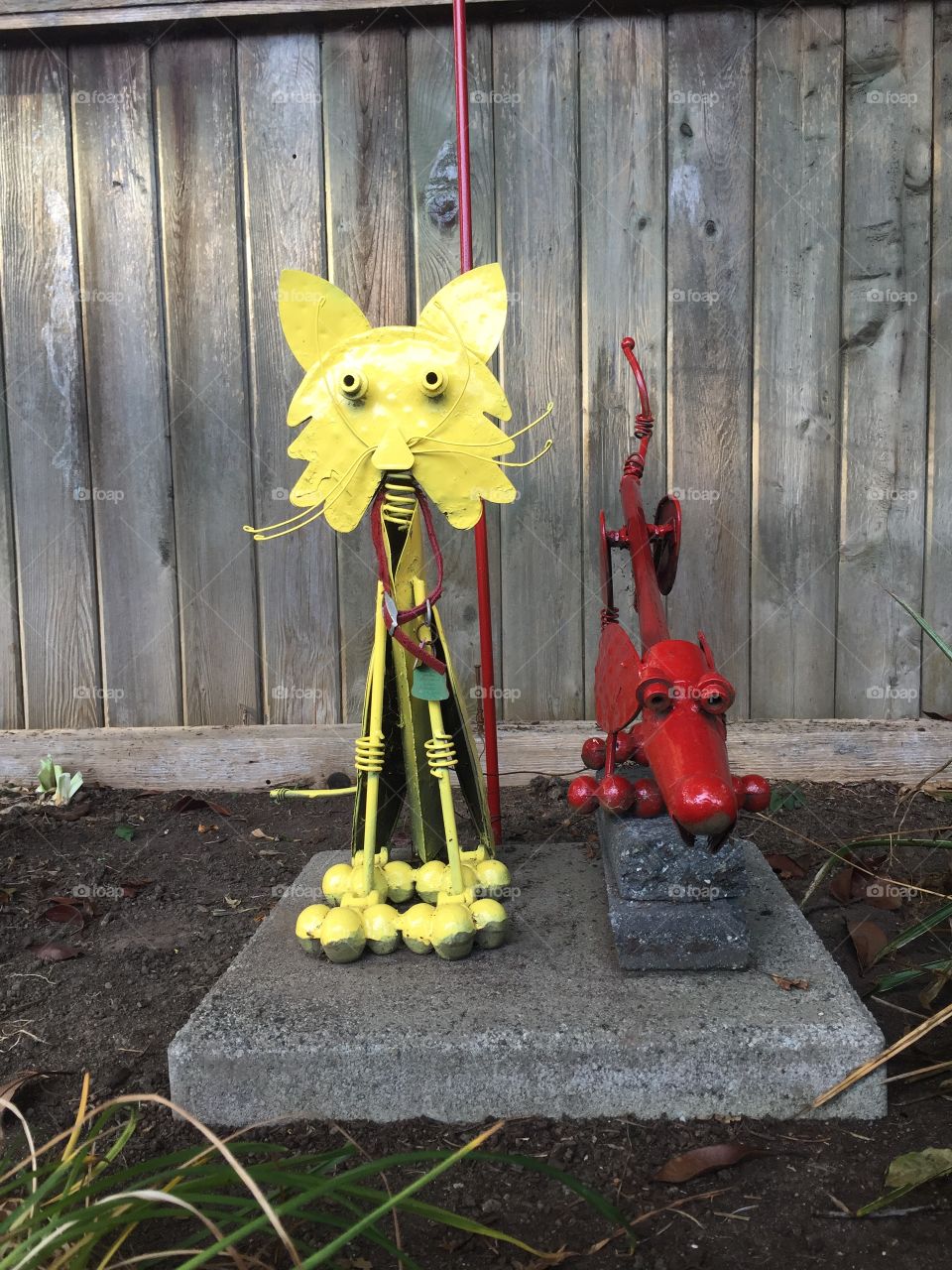 The local neighbourhood cat and dog; they don’t cause any trouble and get get along wonderfully