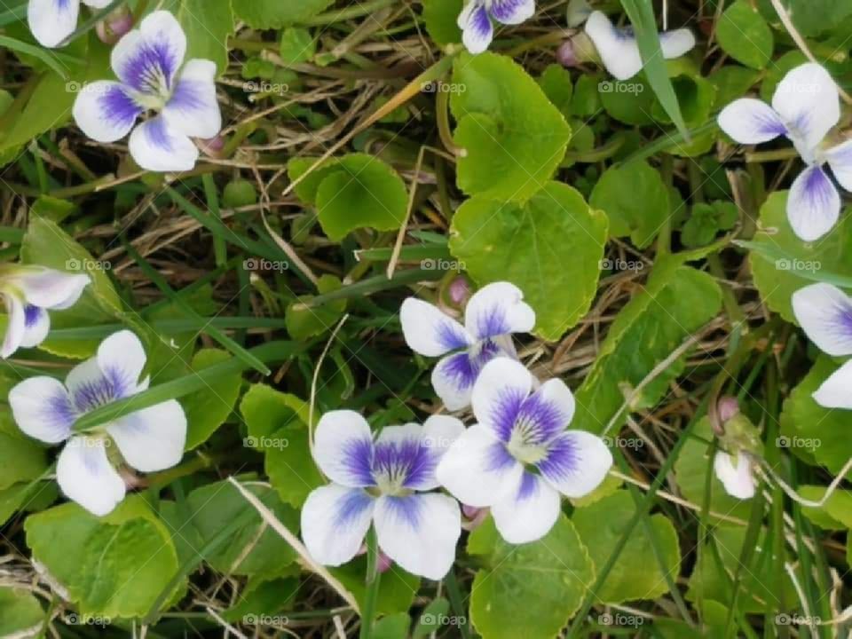 Violets