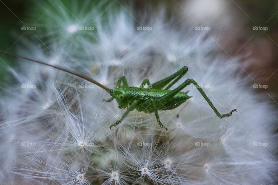 Grasshopper