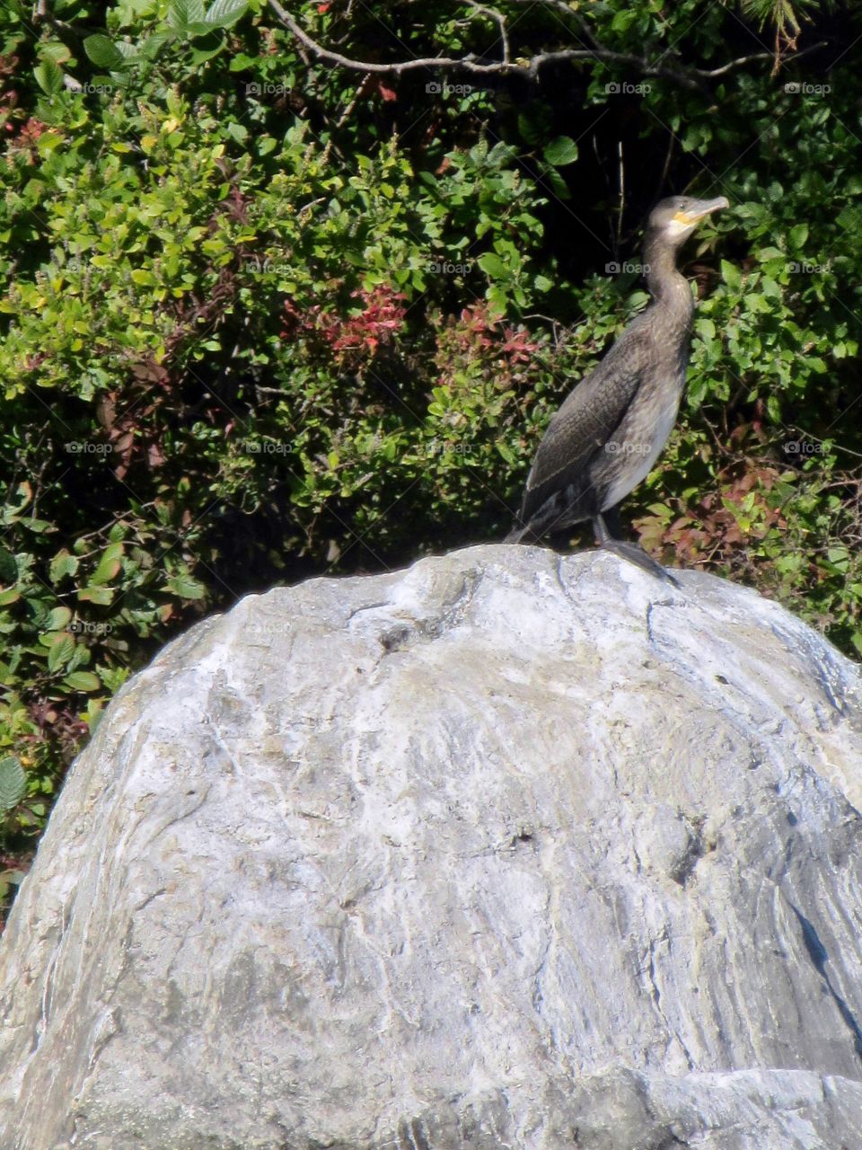 Cormorant 