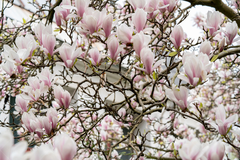 Magnolia