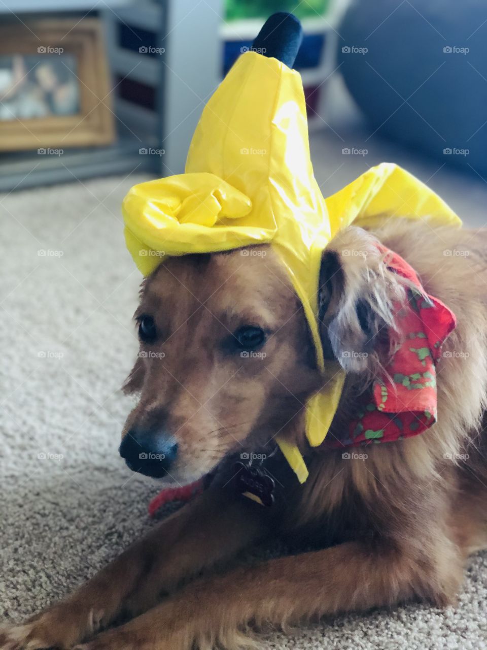 Audrey Pearl models her banana hat in preparation for Halloween 2019. She prefers real bananas, but was a good sport.