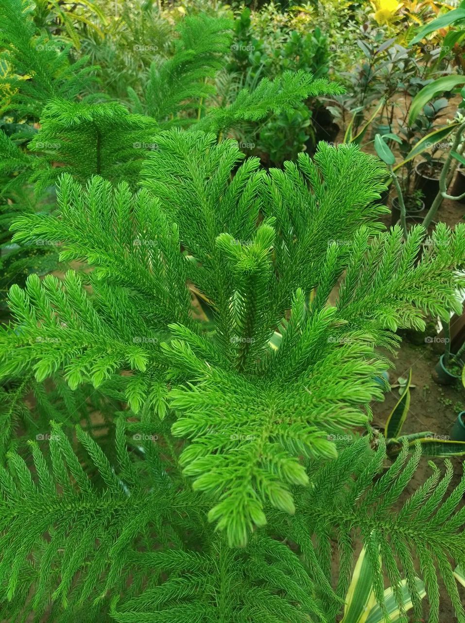 green shurb small size looks very beautiful generally found everywhere