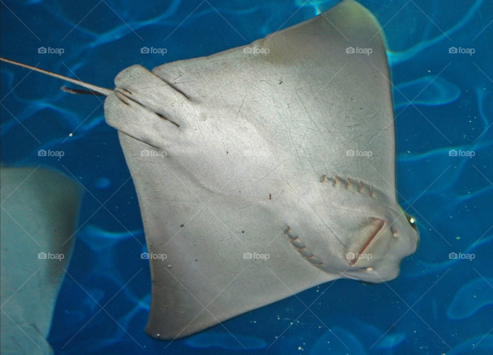 closeup swim stingray by lightanddrawing