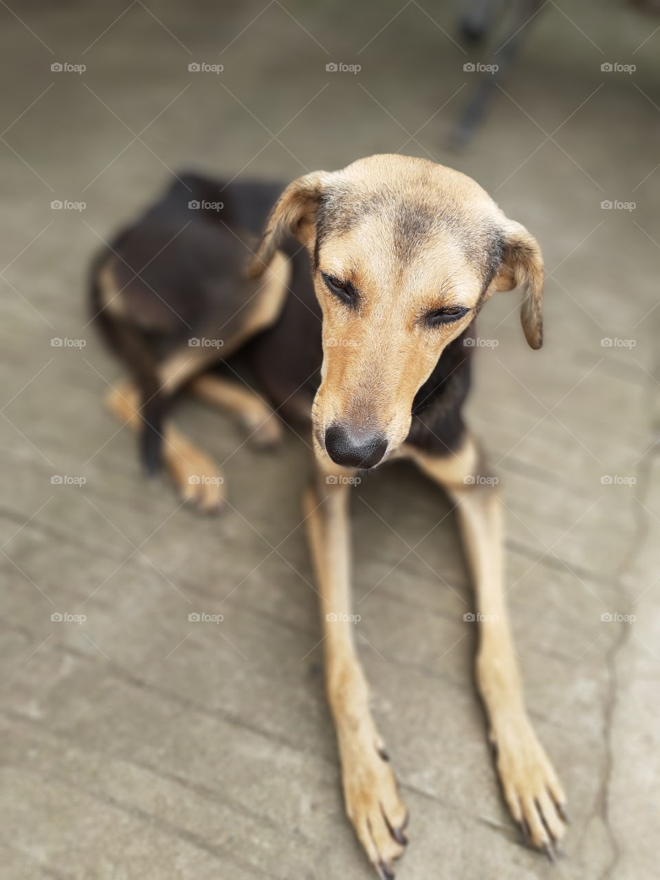 Indian Street dog. golden face with beautiful eyes in relaxed position.