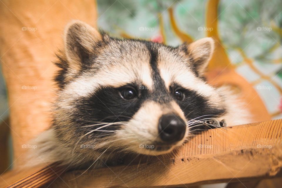 cute raccoon