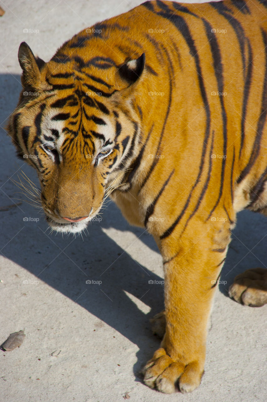 THE BENGAL TIGER IN PATTAYA THAILAND