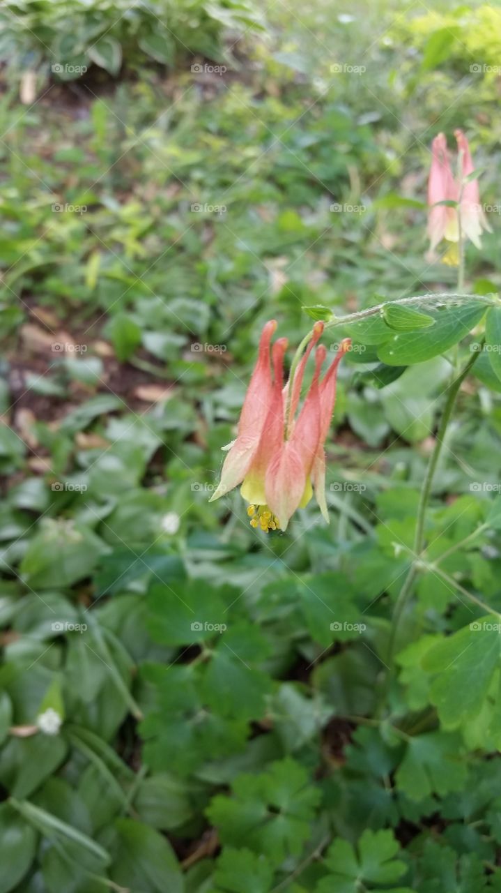 wild columbine. given by a friend