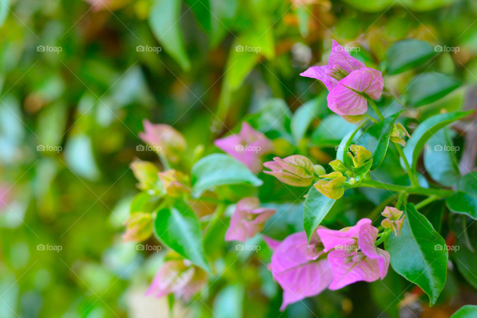 Bougainvillea flowers. Blurred photo background.