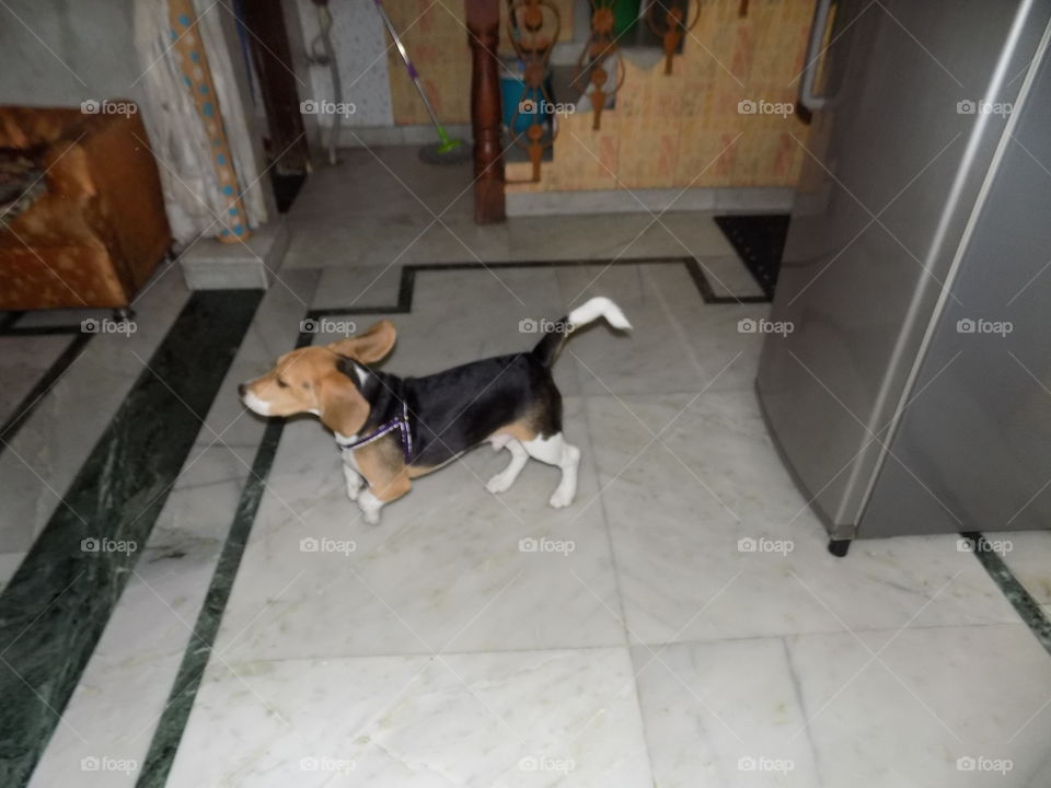 Playfull Beagle