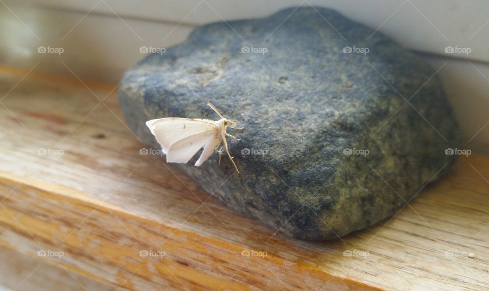 White moth on stone macro