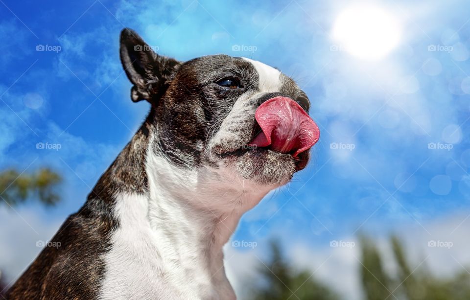 Dog sticking out tongue at outdoors