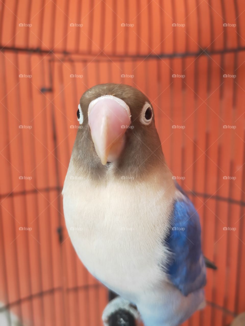 a lovebird bird that is blue and white. a tame and cute pet bird