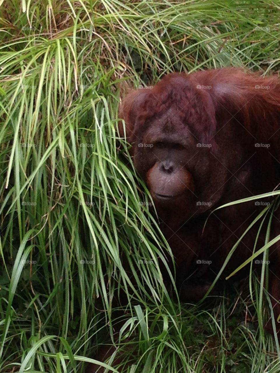 Orangutan