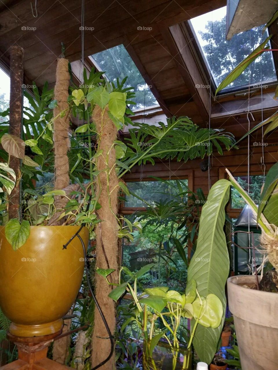 Jungle plant sunroom indoors. Skylights, fans blowing, climbing plants, skylights, orchids etc.