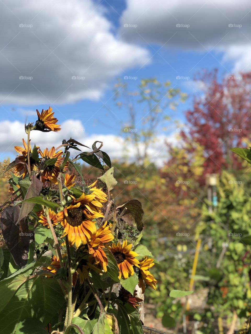 Sunflowers and plants on a beautiful fall day , blue sky and clouds 