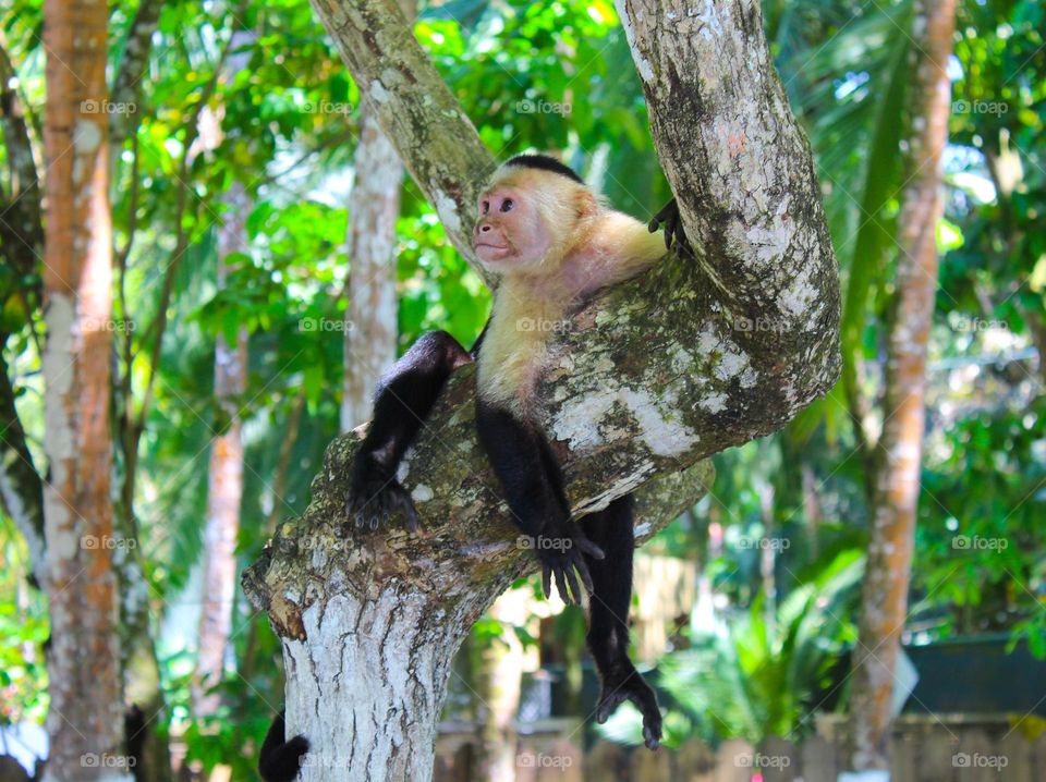 Capuchin Monkey (Cebus capucinus). This monkey has a white face.  Its habitat is Central America.  Photo taken in Costa Rica