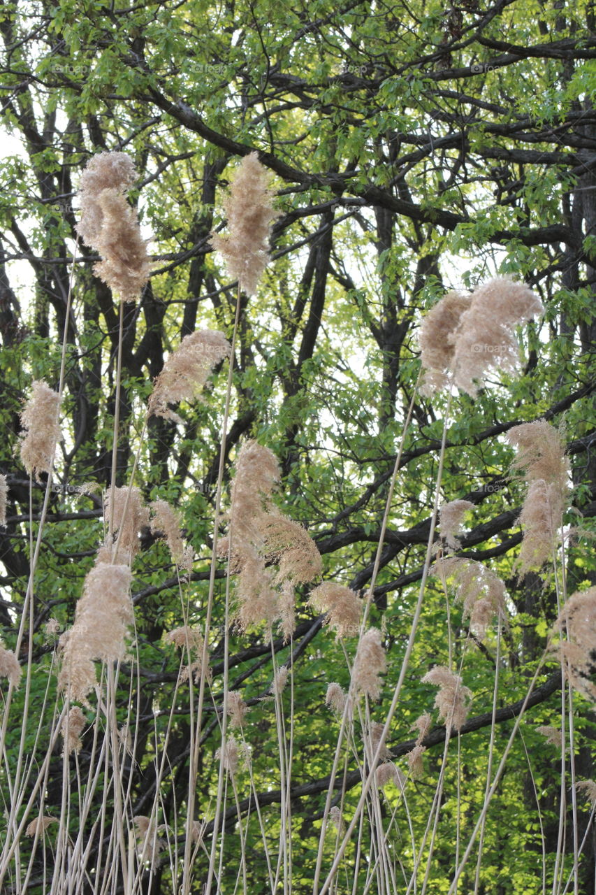 Common reed (Phragmites Australis) at the edge of a marsh on a May Day 
