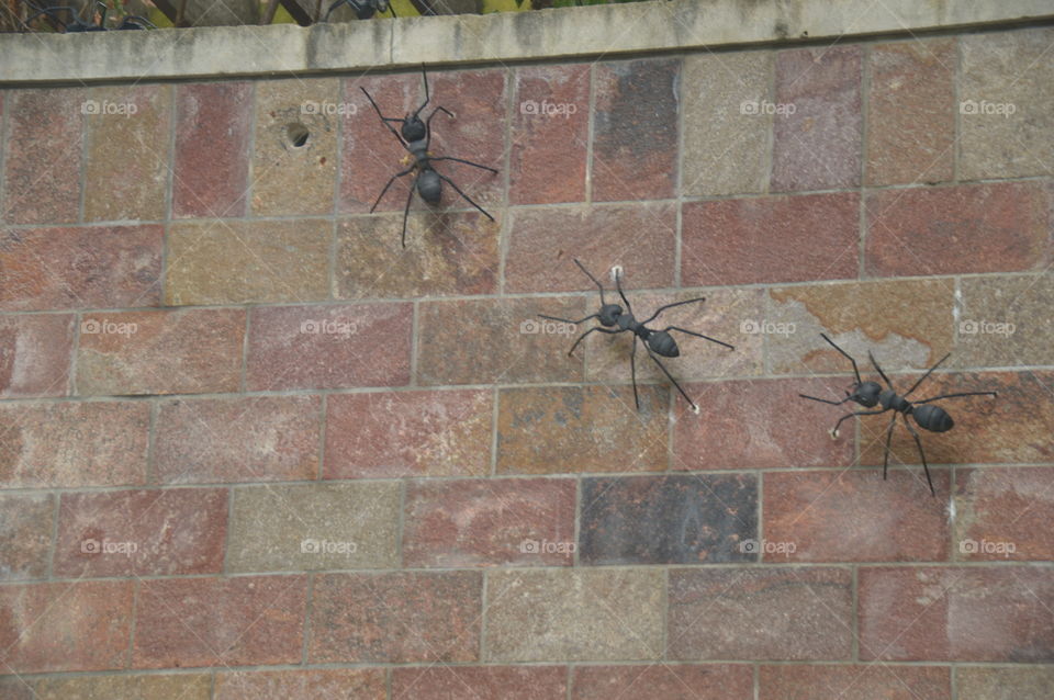 Brick wall with metal ants crawling.