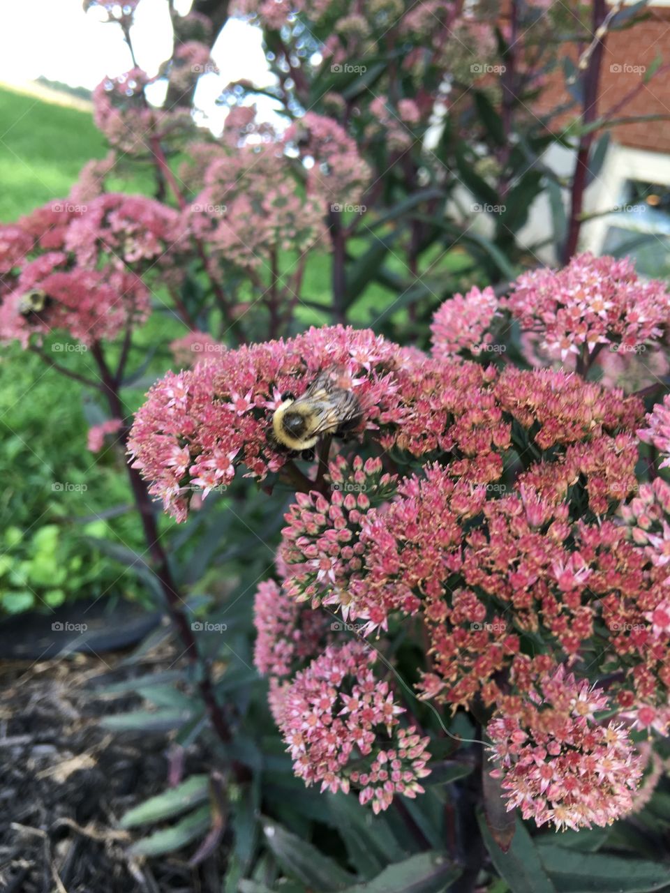Bumble bee nectar
Sedum with a bumble bee
Sweet spring time
Lunch is in bloom