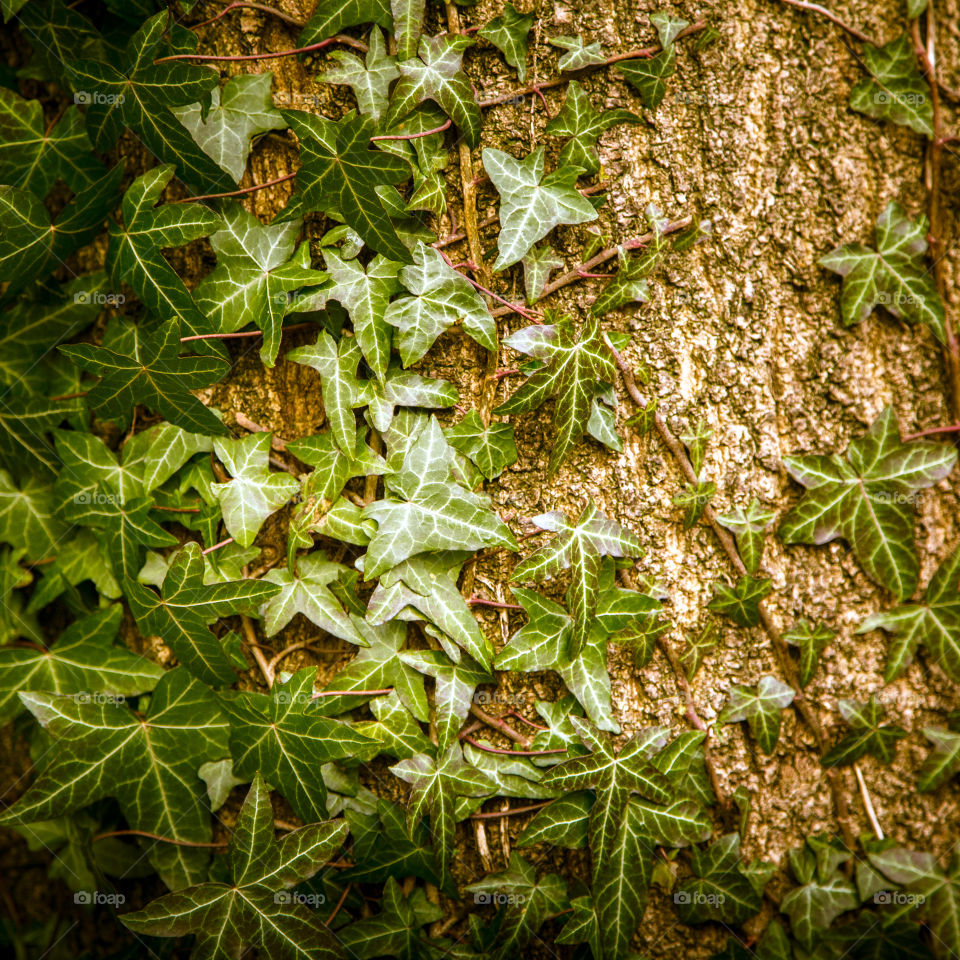 Leaf, Flora, Nature, Desktop, Texture