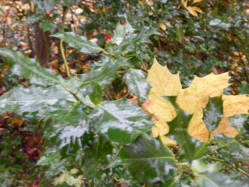Parc de Mariemont , la Louvière