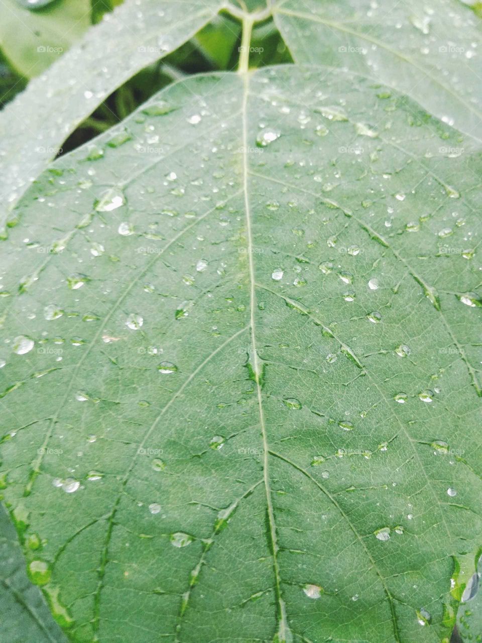 green leaves water drop in the garden