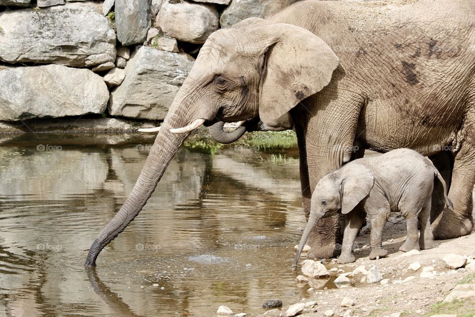 Elephant mother and baby drinking water - Elefant mamma och kalv dricker vatten