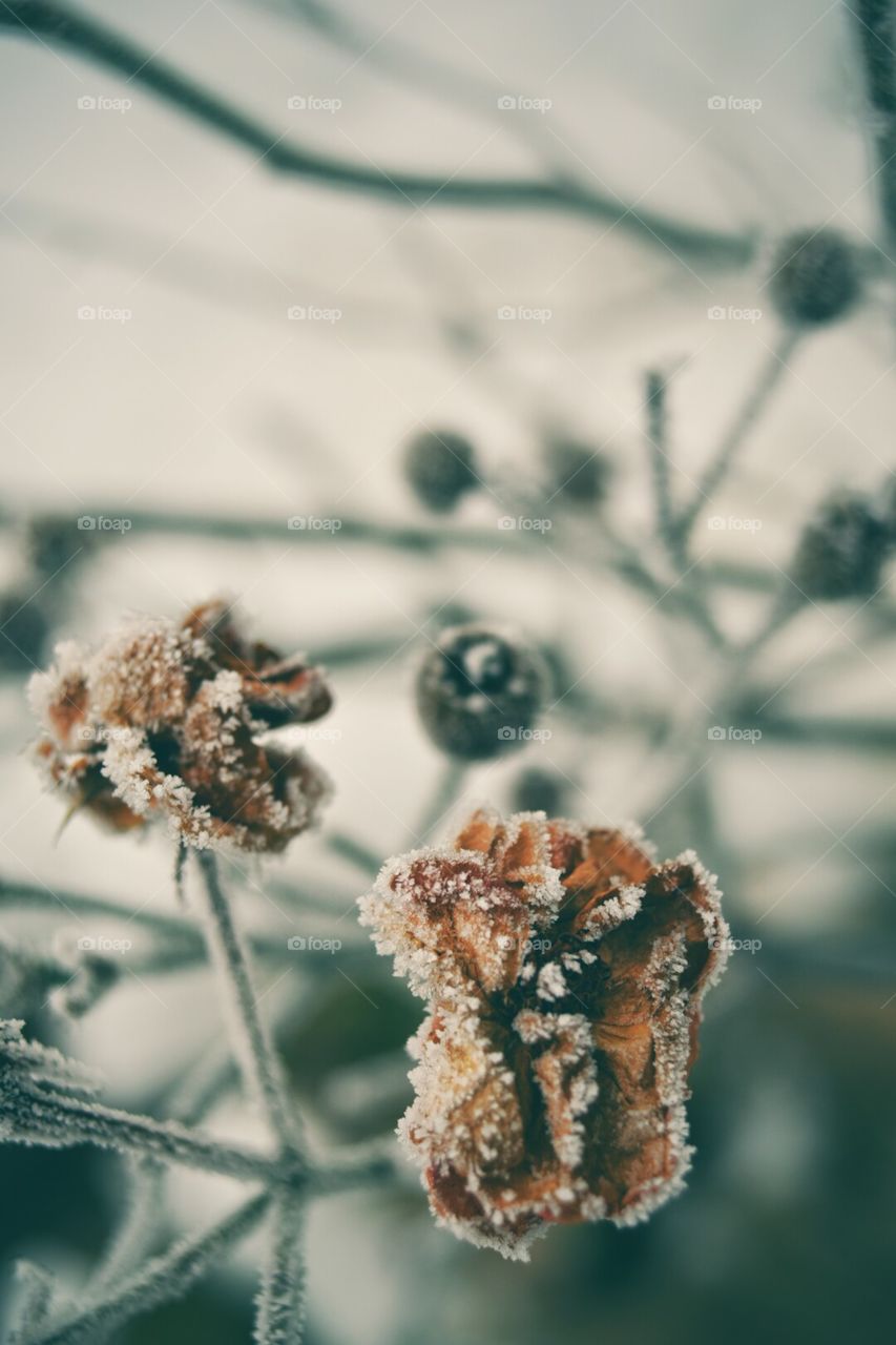 Frozen rose