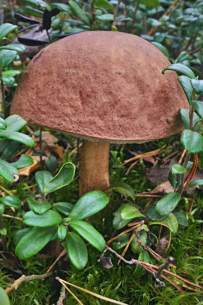 mushroom