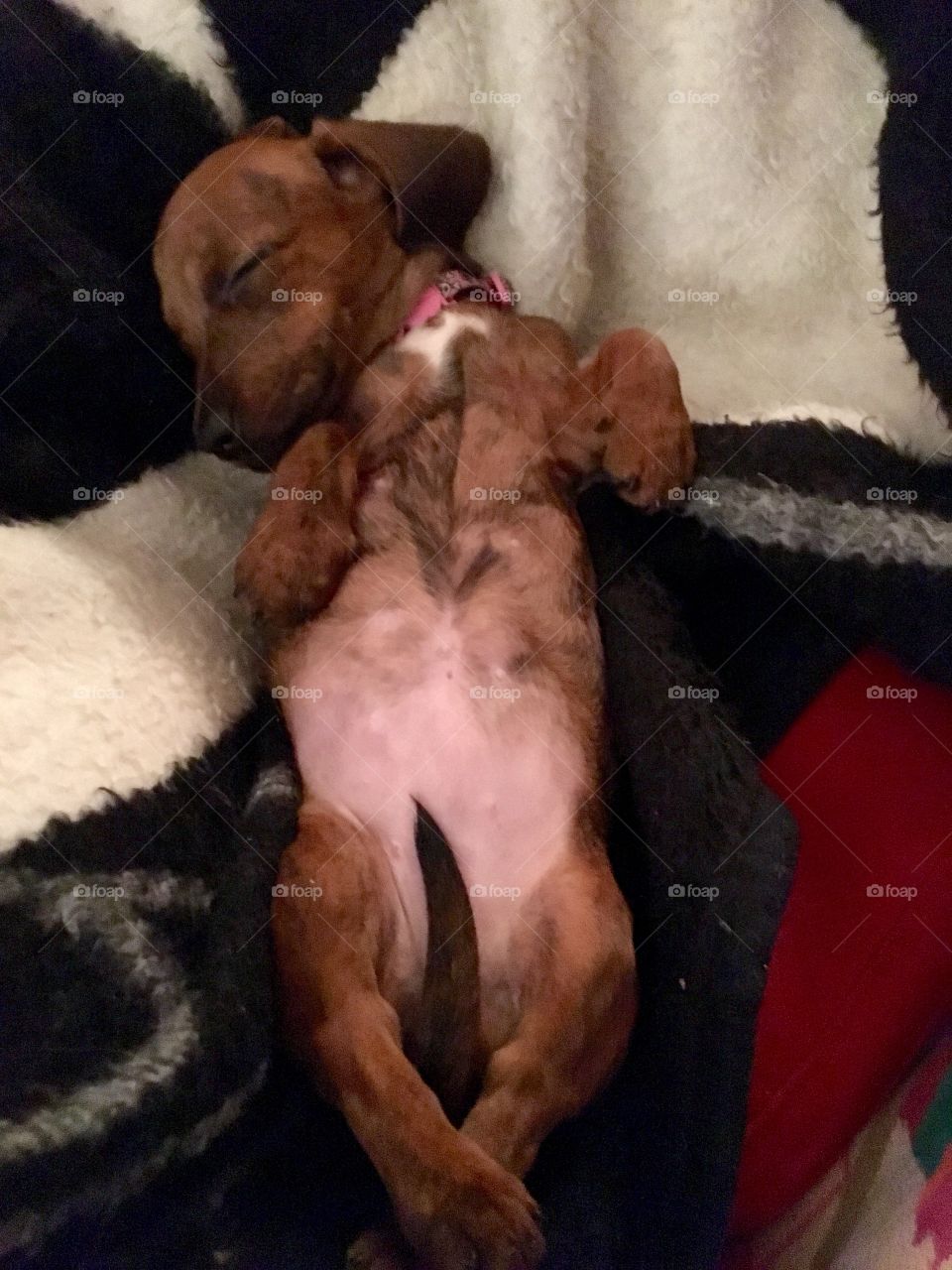 Puppy belly!