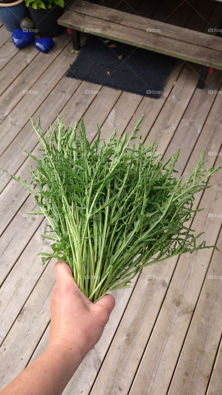 Overhead view of arugula bunch