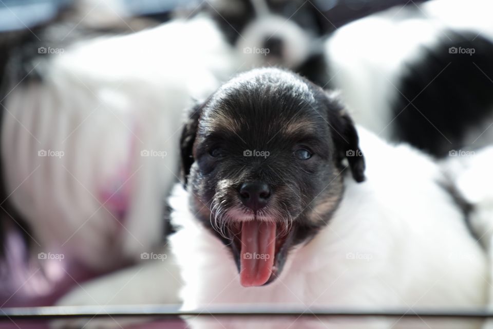 Yawning new puppy