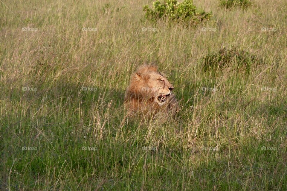 Male lion 