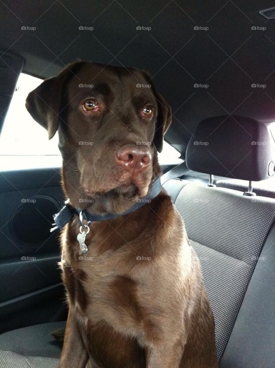 Alfie wants to go for ride