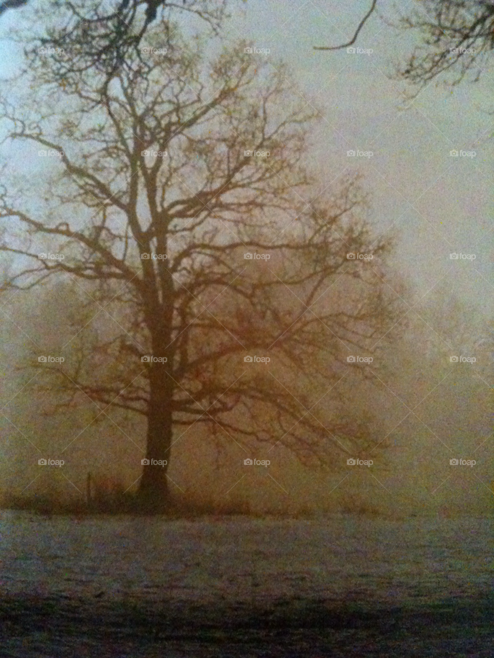 winter field white tree by gregmanchester