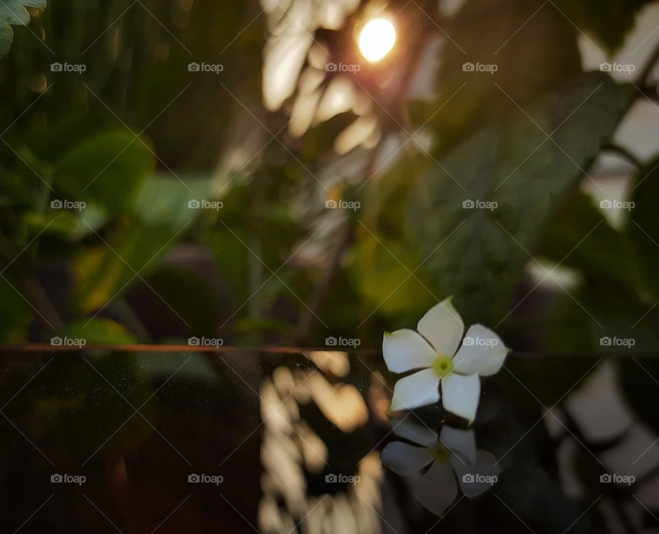 Madagascar Periwinkle