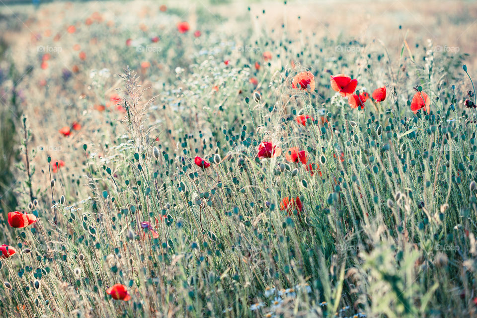 Poppies flowers and other plants in the field. Flowery meadow flooded by sunlight in the summer