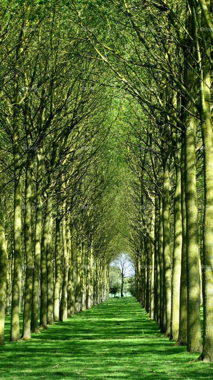 Magical forest in Quend North of France