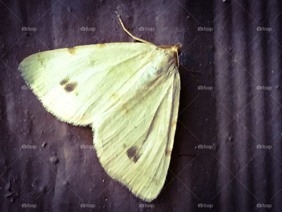 Moth