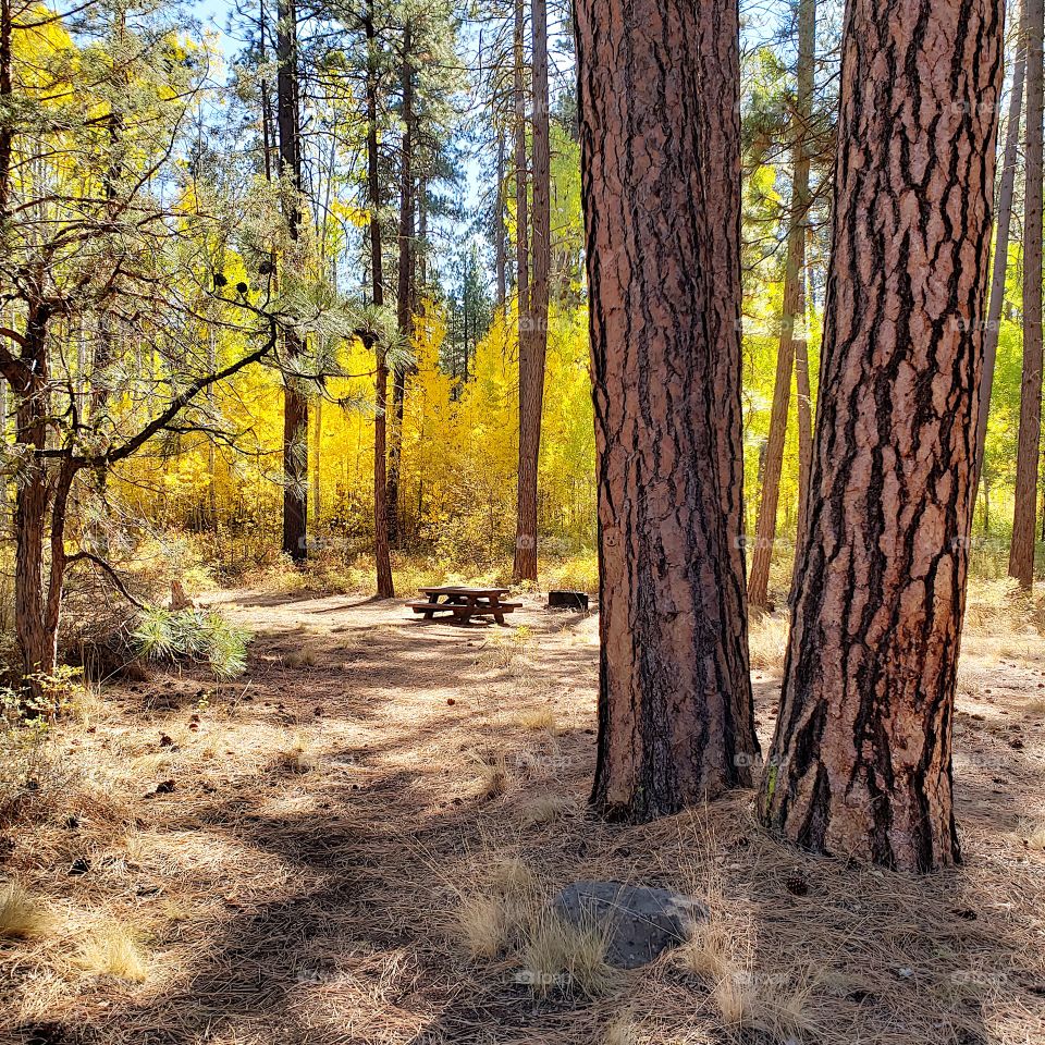 Magnificent ponderosa pine trees grow with aspen trees with leaves of golden yellow fall colors along the banks of Indian Ford Creek in the forests of Central Oregon on a sunny autumn day. 