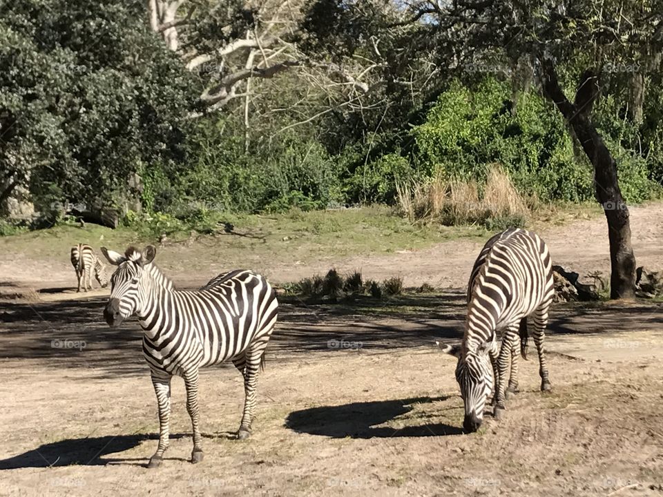 Zebra, Savanna, Safari, Equid, Herbivore