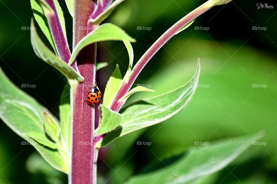 Ladybug 