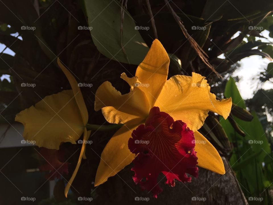 Flower, Flora, Tropical, Leaf, Exotic