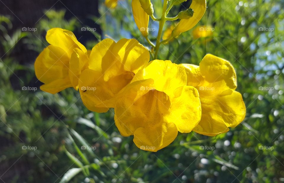 Arizona Yellow Honeysuckle Closeup