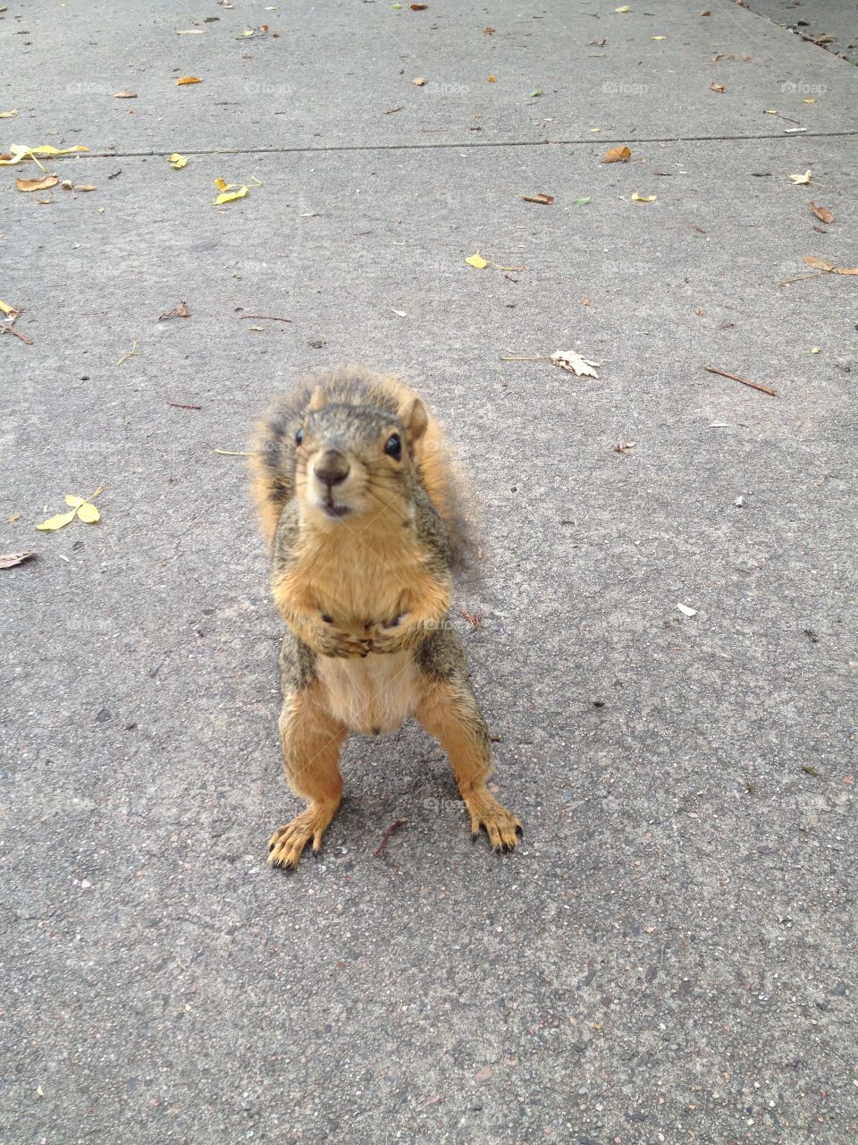 Winter is coming.. On my morning walk this little cutie approached me looking for a handout. 