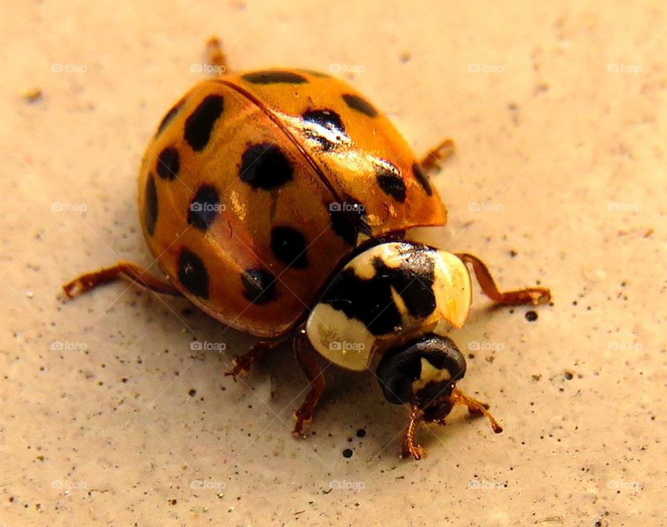 Ladybird